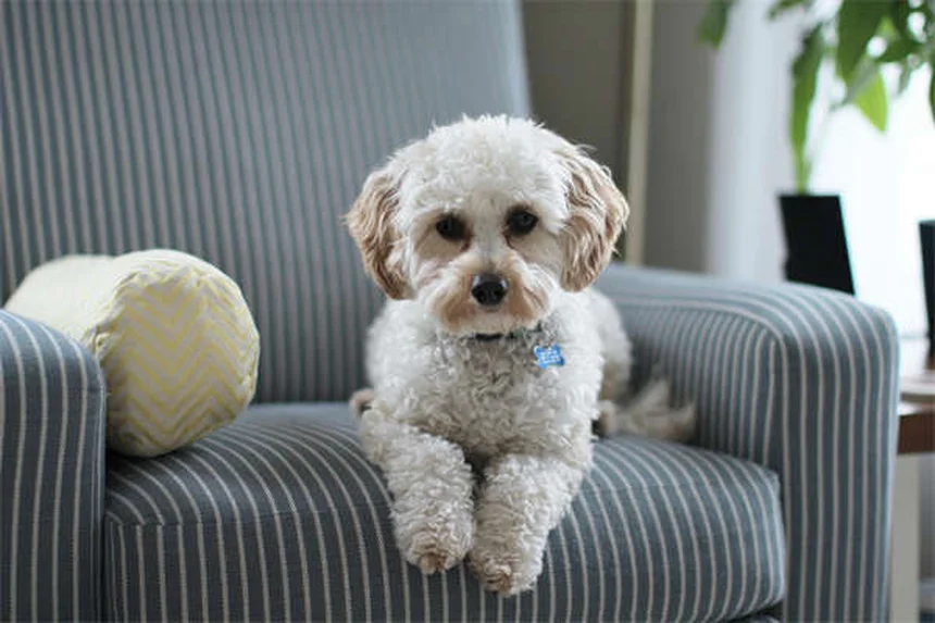 5 Best Touch Screen Games for Senior Dogs (2024 Guide)