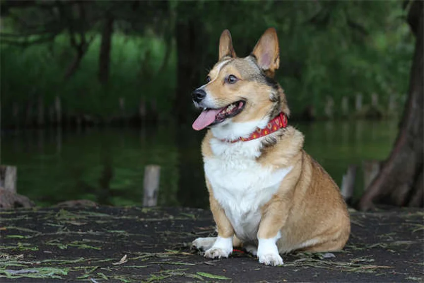 5 Best Touch Screen Games for Senior Dogs (2024 Guide)