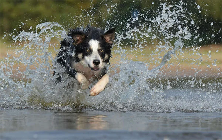 Why Do Horses Kick? 6 Surprising Reasons Explained