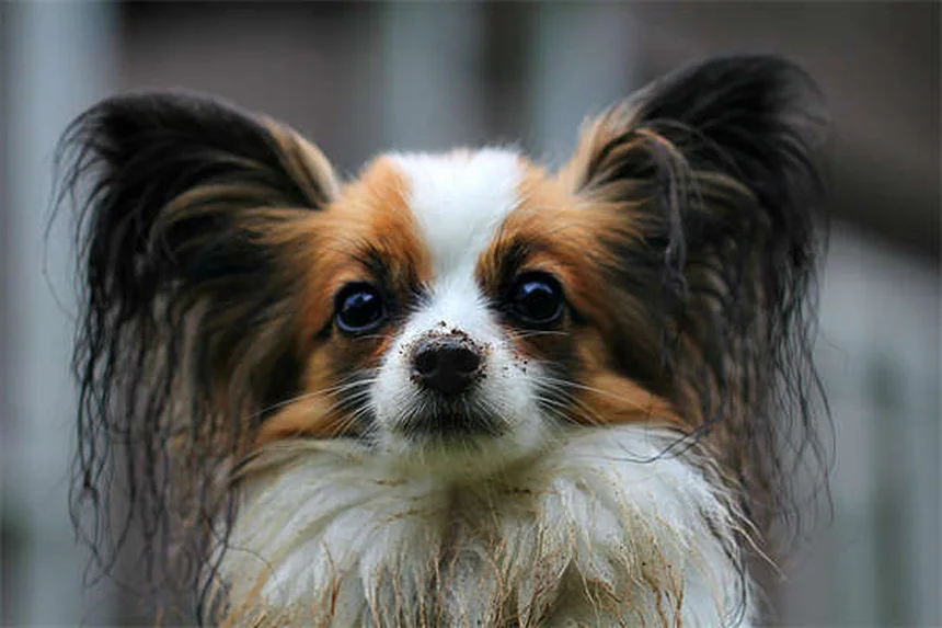 Pet Medication Side Effects: What Every Owner Must Know