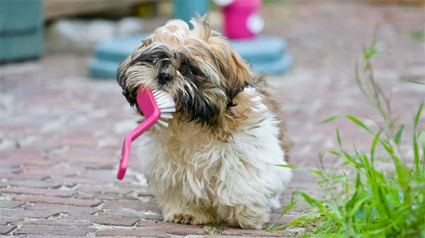 7 Common Health Issues in Senior Dogs (And How to Help)