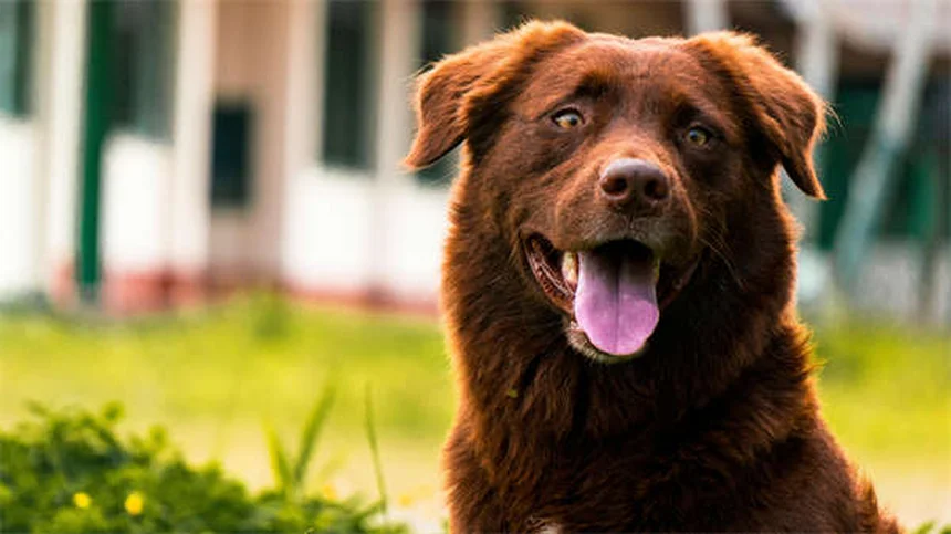 7 Common Health Issues in Senior Dogs (And How to Help)