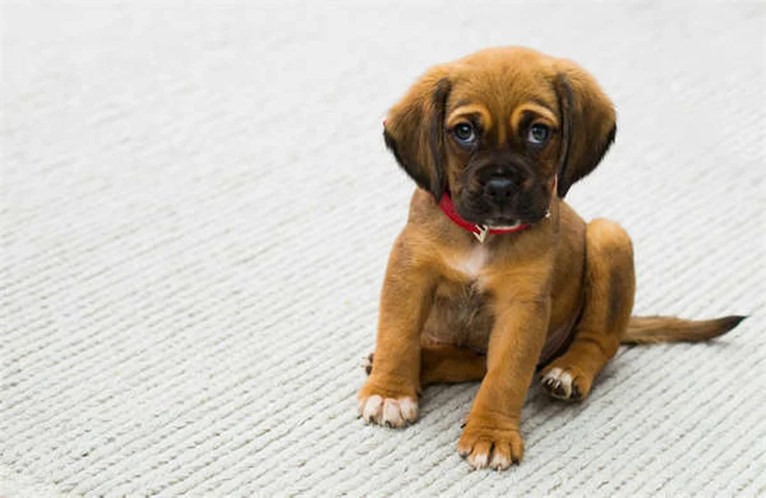Dog Acupuncture Benefits: 5 Surprising Ways It Helps Your Pup