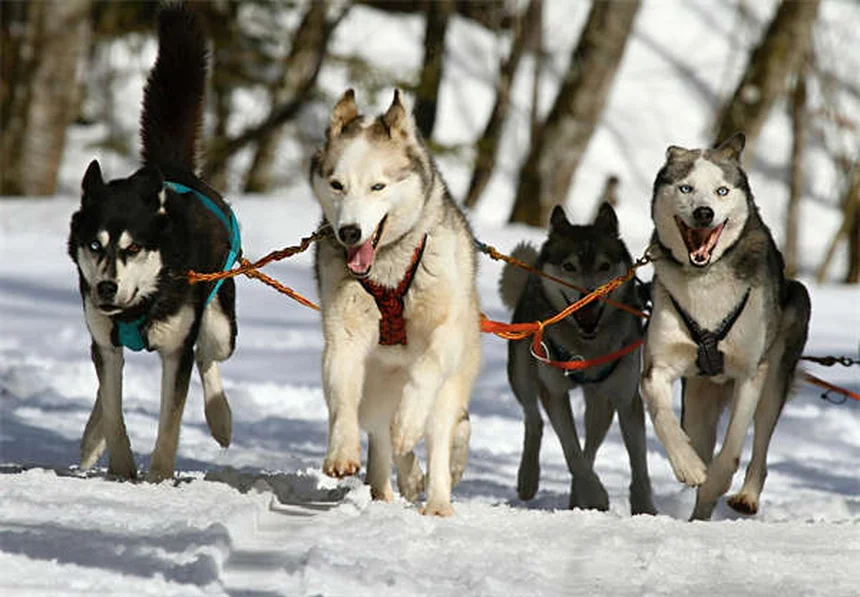 Dog Acupuncture Benefits: 5 Surprising Ways It Helps Your Pup