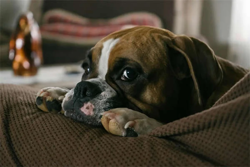 Seresto® Flea & Tick Collar: 8-Month Protection for Dogs & Cats