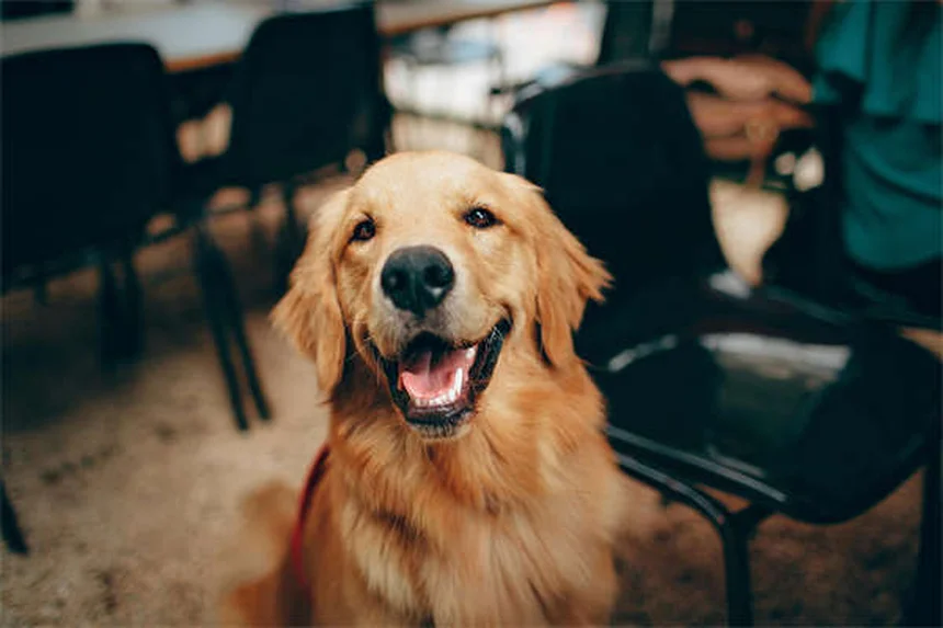 Dog Allergy Symptoms: 5 Signs Your Pup Needs Relief Now